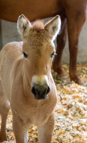 The 2-month-old, dun-colored colt named Kurt was created by fusing cells taken from an endangered Przewalski's horse at the San Diego Zoo in 1980. The cells were infused with an egg from a domestic horse that gave birth to Kurt two months ago.