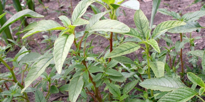 The first dicamba-resistant waterhemp was recently confirmed in Illinois farmer's field.