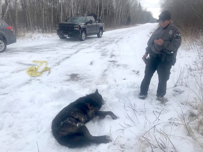 A Department of Natural Resources conservation warden collects information on an illegally killed gray wolf in late January in Bayfield County. The animal was shot, transported to the site and dumped.