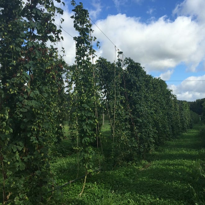 In the 1860’s, Wisconsin was the top hops producer in the nation and peaked in production at over six million pounds in 1867.
