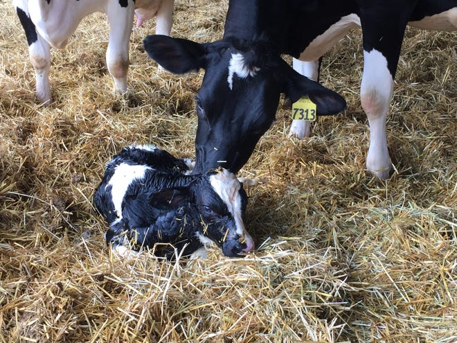 Superior calf performance begins during the birthing process in the maternity pen.
