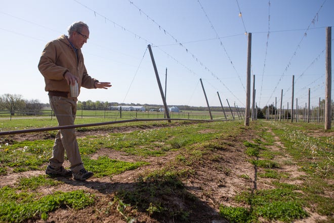 Clyde Sylvester looks over his new crop of hops  last Wednesday at his farm outside of Ottawa. Sylvester has made adjustments to his field to accompany hop farming, including stringing wire lines and lights to create proper growing conditions in an area of the country where hops are typically not grown in.