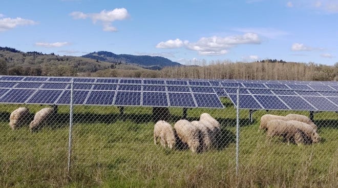 Sheep grazing underneath solar panels at Oregon State University.