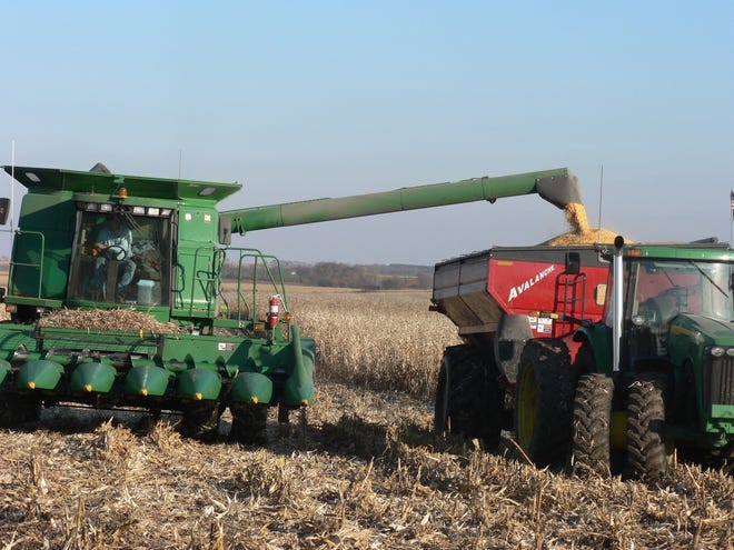 Corn being harvested in this file photo.