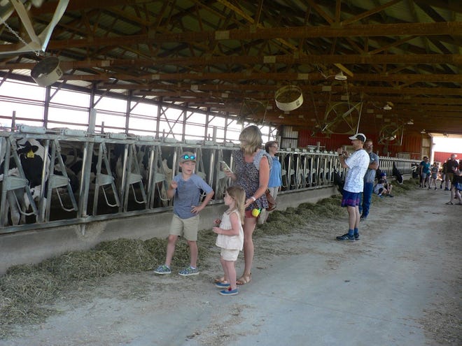Visitors viewed dairy cows up close as they toured the free stall barn housing the registered Wilnore Holsteins.
