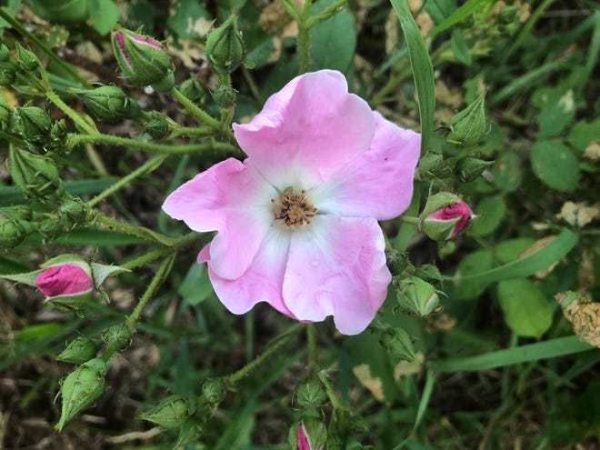 This little wild rose has meaning and memories more than any other wildflower for author Jerry Apps.