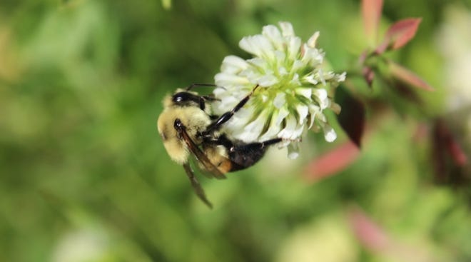 A recent study from Rutgers University indicates pollinators contribute $50 billion per year in the US alone. By getting creative with cover crop integration and management on land with low productivity, agricultural producers can provide beneficial habitats for pollinators.