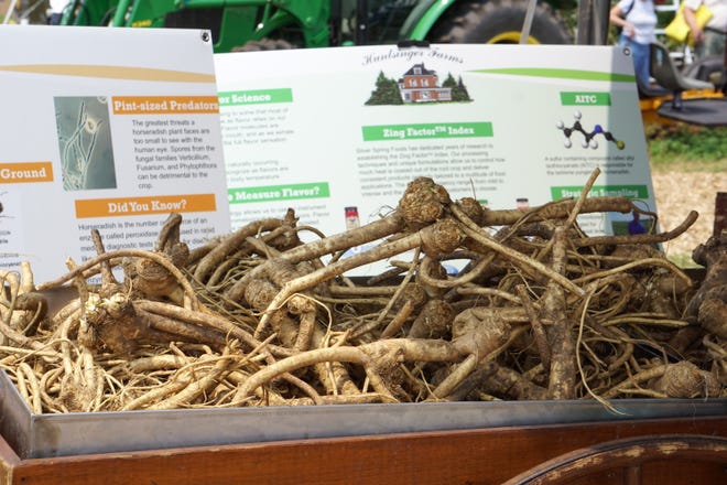 There was lots of horseradish to be found at 2021 Farm Technology Days.