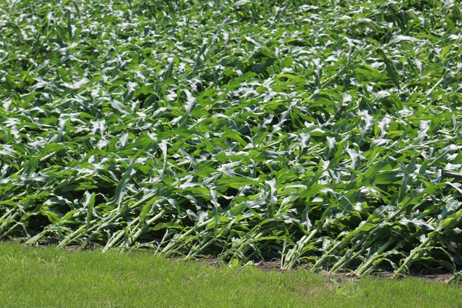 This field of corn lays bent after strong winds and thunderstorms roared through the Ripon area on Wednesday evening on July 28. 2021.