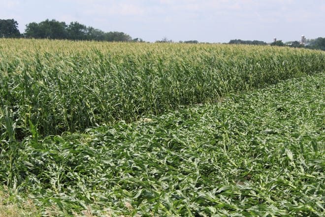 Although standing in the same field, the variety of corn on the right side was unable to withstand the high winds that battered the Brandon area Wednesday evening on July 28. 2021.