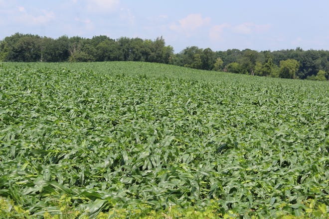 Crop insurance agents were busy on Thursday, July 29 after a strong line of thunderstorms downed trees, powerlines and crops in the Ripon area.