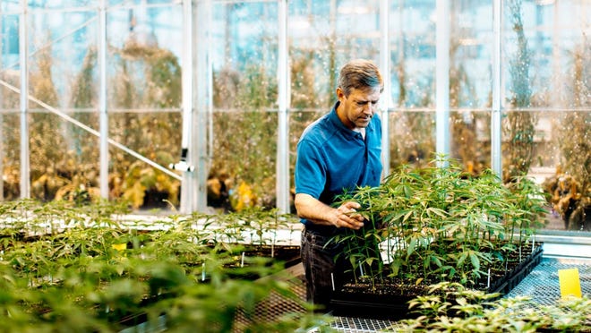 Larry Smart, professor in the Horticulture Section of the School of Integrative Plant Science, checks industrial hemp plants in a greenhouse.