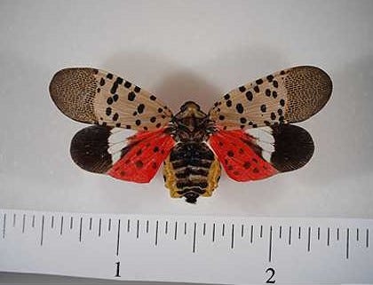 The lanternfly is an invasive species from China that wreaks havoc on agriculture. They aren't physically harmful to humans, but they threaten everything from oak, walnut and poplar trees to grapes, almonds and fruit orchards.