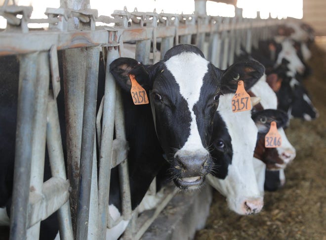 A dairy CAFO caught in the crosshairs of controversy in Kewaunee County could expand its herd numbers up to 15K cows under proposed permit changes.