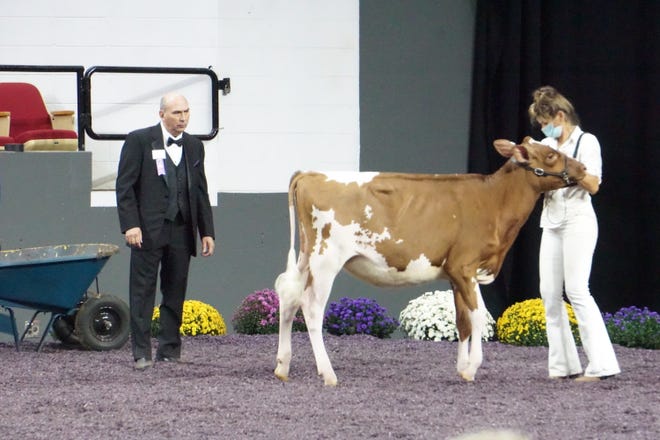 Associate judge Richard Landry evaluates a cow at the International Red and White Show.