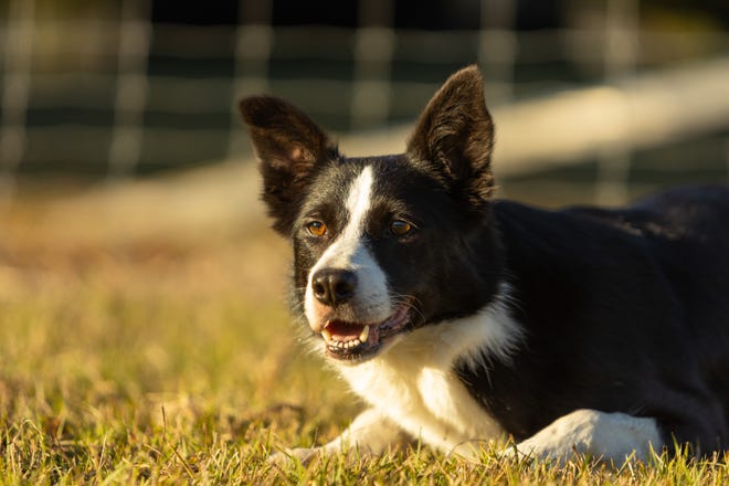 Cindy and Andrew Deak's 5-year-old border collie Fit is Farm Bureau's 2022 Farm dog of the Year.