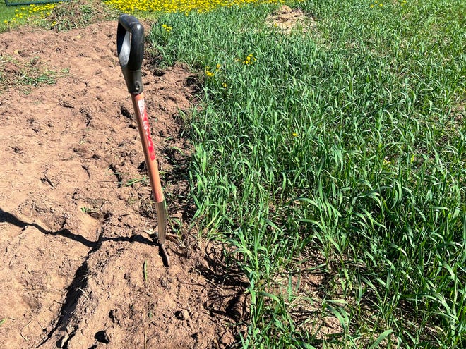 A digging fork was used to loosen the soil to pull out the quackgrass.