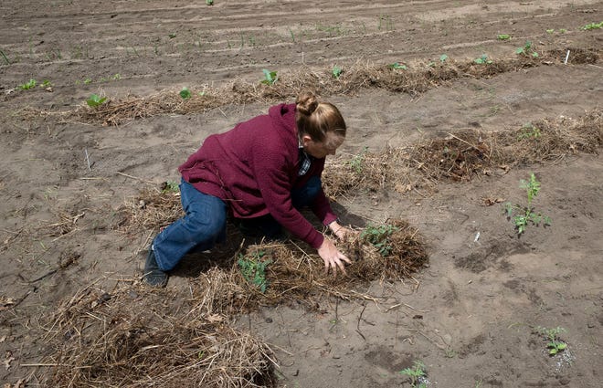 Jerry Apps' daughter-in-law Natasha mulches tomatoes on the family farm Roshara.