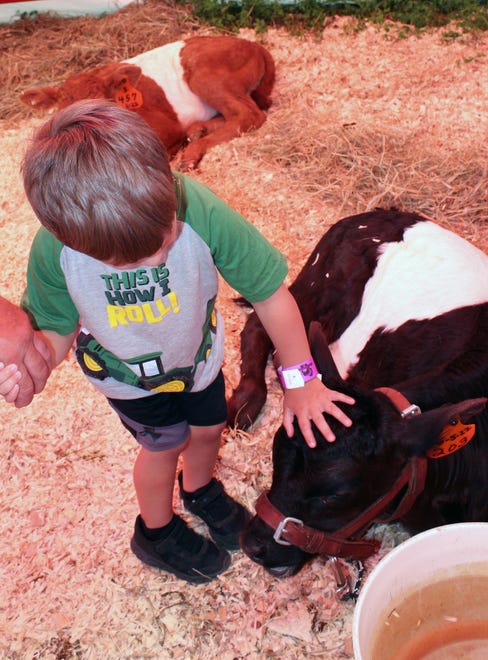 A young beef calf gets a show of affection from this young showgoer at Farm Technology Days.