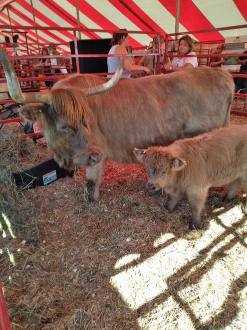 A Scottish Highland cow and her adorable calf are a hit at Farm Technology Days in Clark County.
