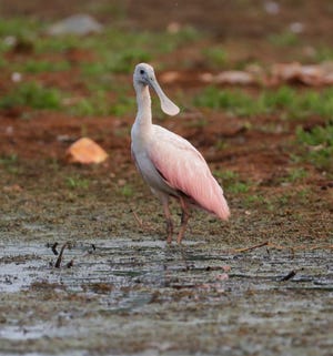 A roseate spoonbill pictured at Ken Euers Nature Area on July 31, 2023, in Green Bay, Wis. The bird, common in Florida, Texas and South America, hasn't been seen in Wisconsin in 178 years.